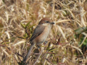 モズ 行徳野鳥保護区 2024年3月4日(月)