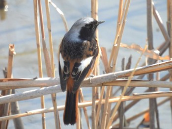 ジョウビタキ 行徳野鳥保護区 2024年3月4日(月)