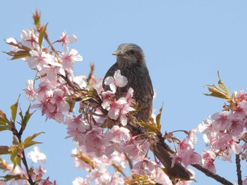 ヒヨドリ 行徳野鳥保護区 2024年3月4日(月)