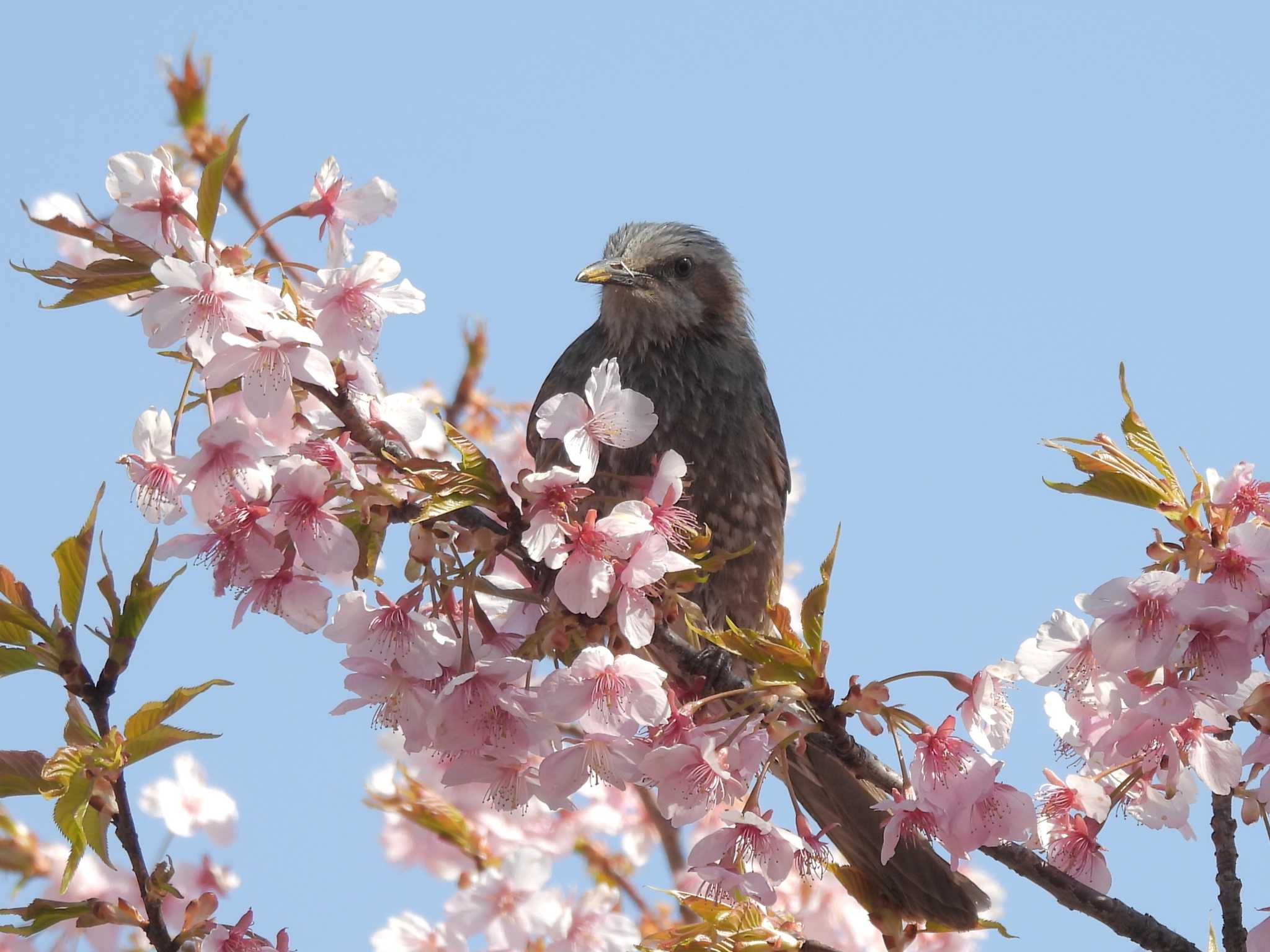 行徳野鳥保護区 ヒヨドリの写真 by ゆりかもめ