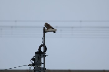 Common Kestrel 富山県・射水市 Thu, 12/7/2023