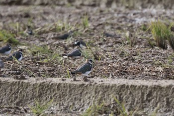 Northern Lapwing 金沢市・内灘町 Sat, 12/2/2023