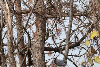 Japanese Green Woodpecker 石川健民海浜公園 Sat, 12/2/2023