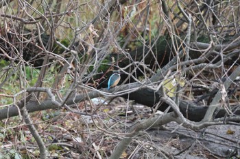 Common Kingfisher 金沢市・金腐川 Sat, 12/2/2023