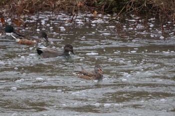 Gadwall 金沢市・浅野川 Sat, 12/16/2023