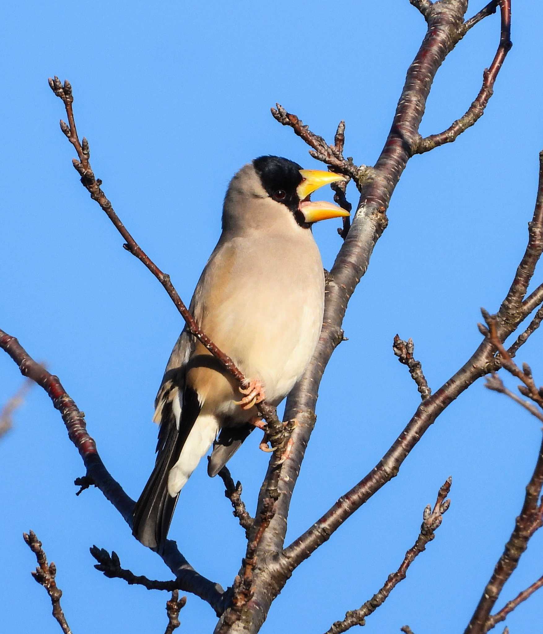 Photo of Japanese Grosbeak at  by サジタリウスの眼