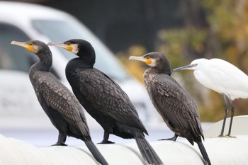 Great Cormorant 金沢市・浅野川 Sun, 11/19/2023