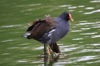 Common Moorhen 西宮市・新池 Sat, 10/21/2023