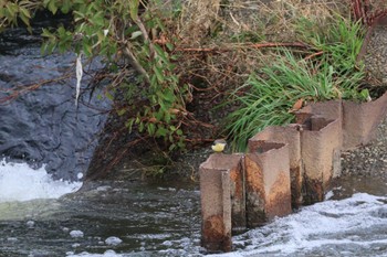 キセキレイ 金沢市・浅野川 2023年11月11日(土)