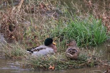 Mallard 金沢市・浅野川 Sat, 11/11/2023