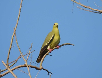 Orange-breasted Green Pigeon タイ サムイ島 Mon, 3/4/2024