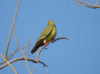 Orange-breasted Green Pigeon タイ サムイ島 Mon, 3/4/2024