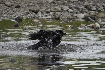 Large-billed Crow Nogawa Thu, 2/29/2024