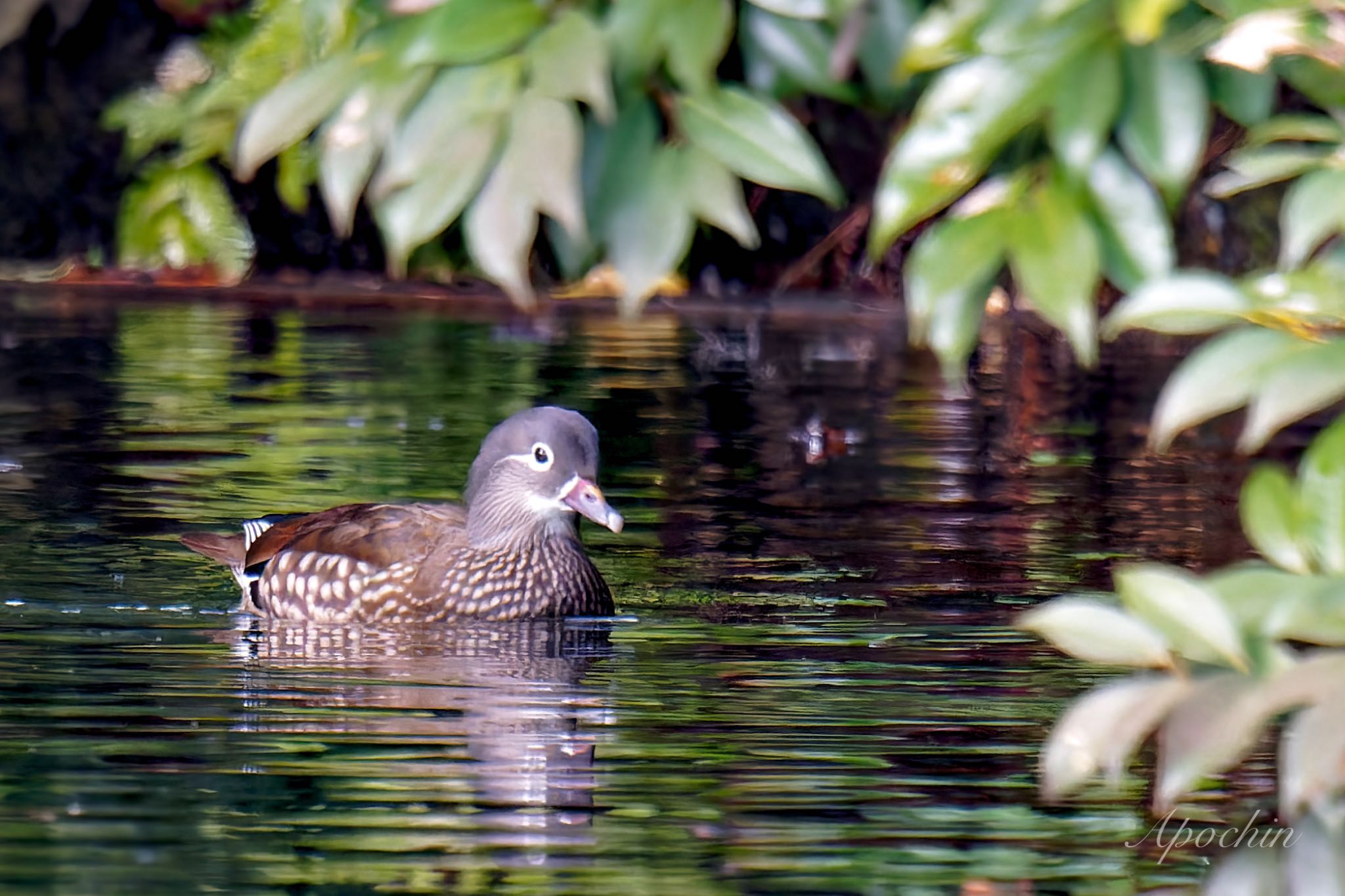 Mandarin Duck