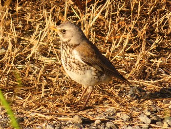 Fieldfare 利根川 Sun, 3/3/2024