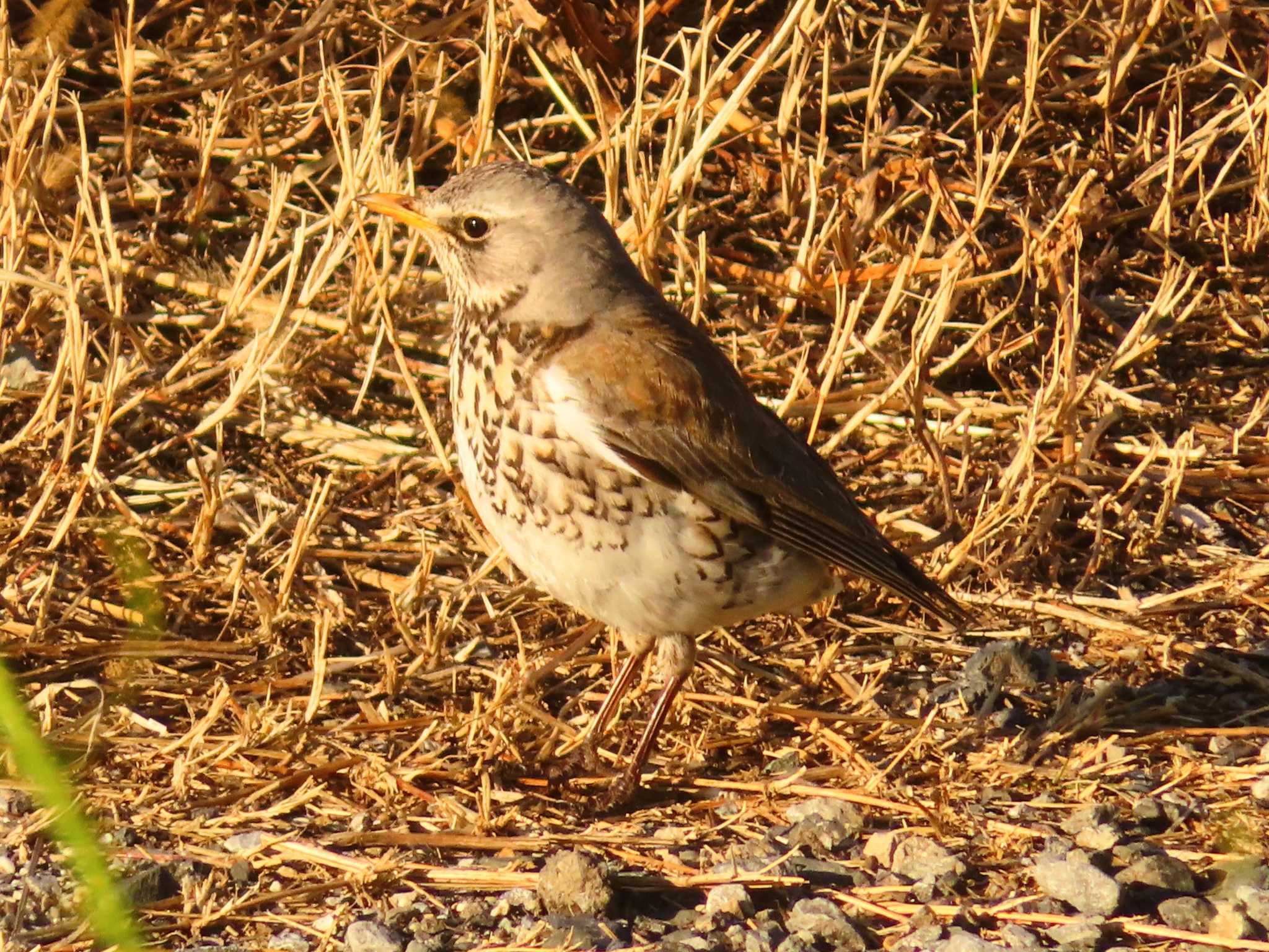 Fieldfare