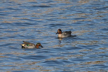 Eurasian Teal Yatsu-higata Sun, 1/14/2024