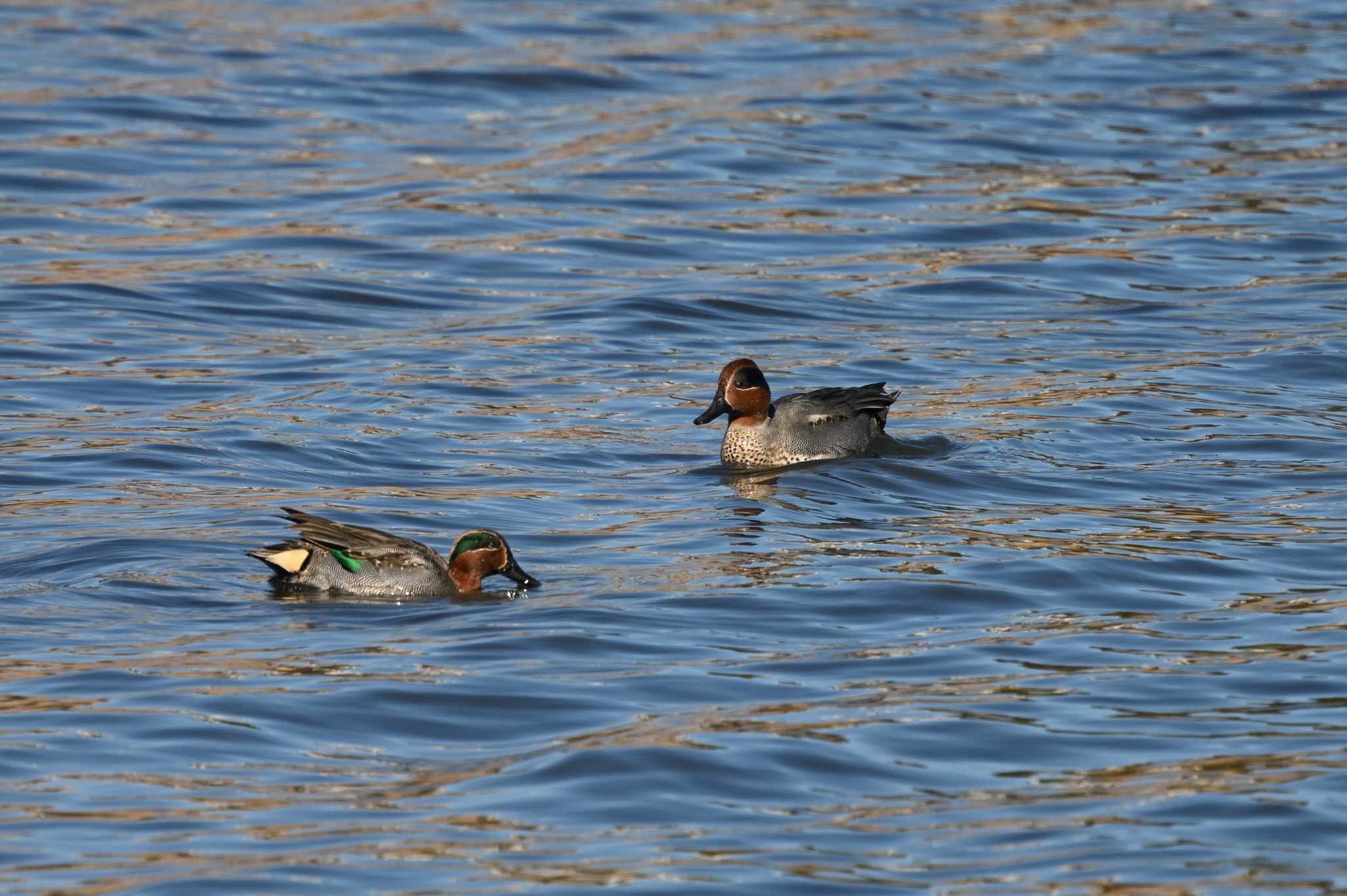 Eurasian Teal