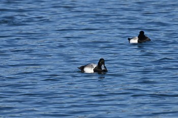 Greater Scaup Yatsu-higata Sun, 1/14/2024