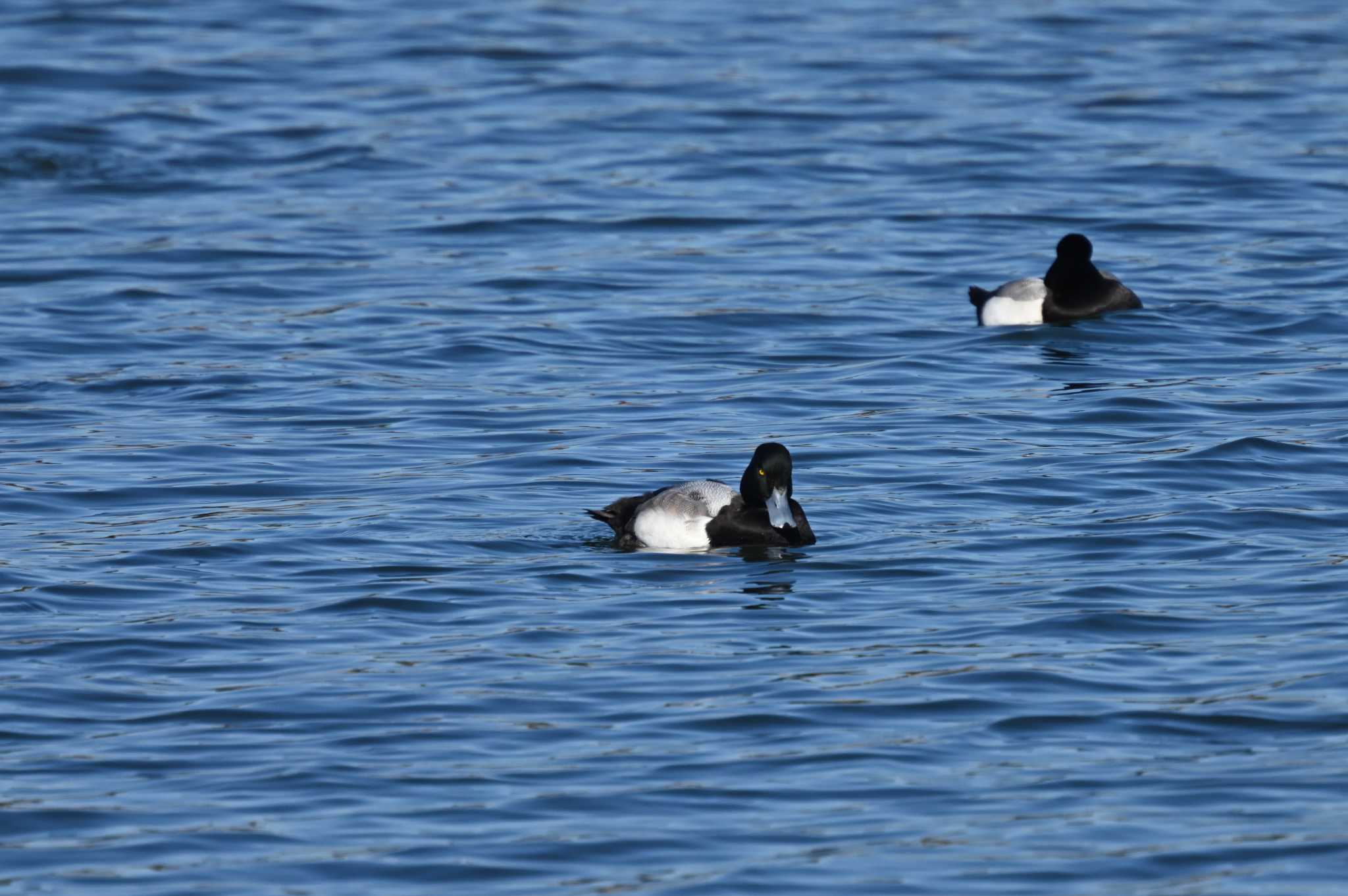 Greater Scaup