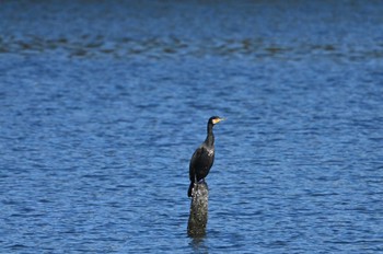 Great Cormorant Yatsu-higata Sun, 1/14/2024