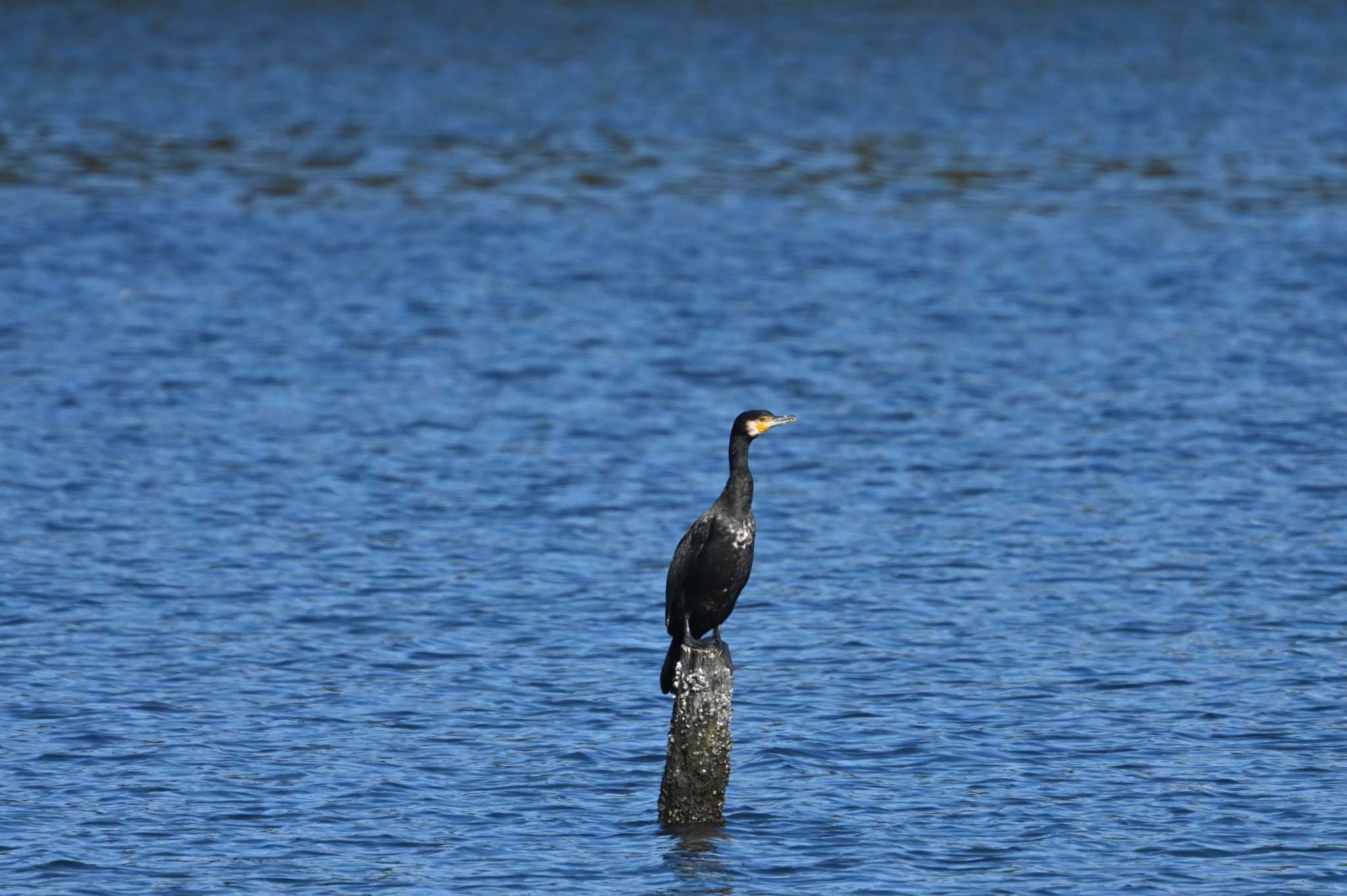 Great Cormorant