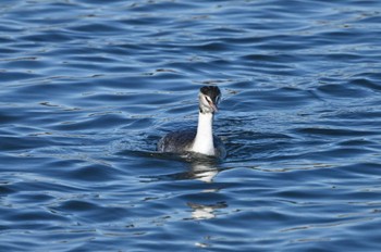 Great Crested Grebe Yatsu-higata Sun, 1/14/2024