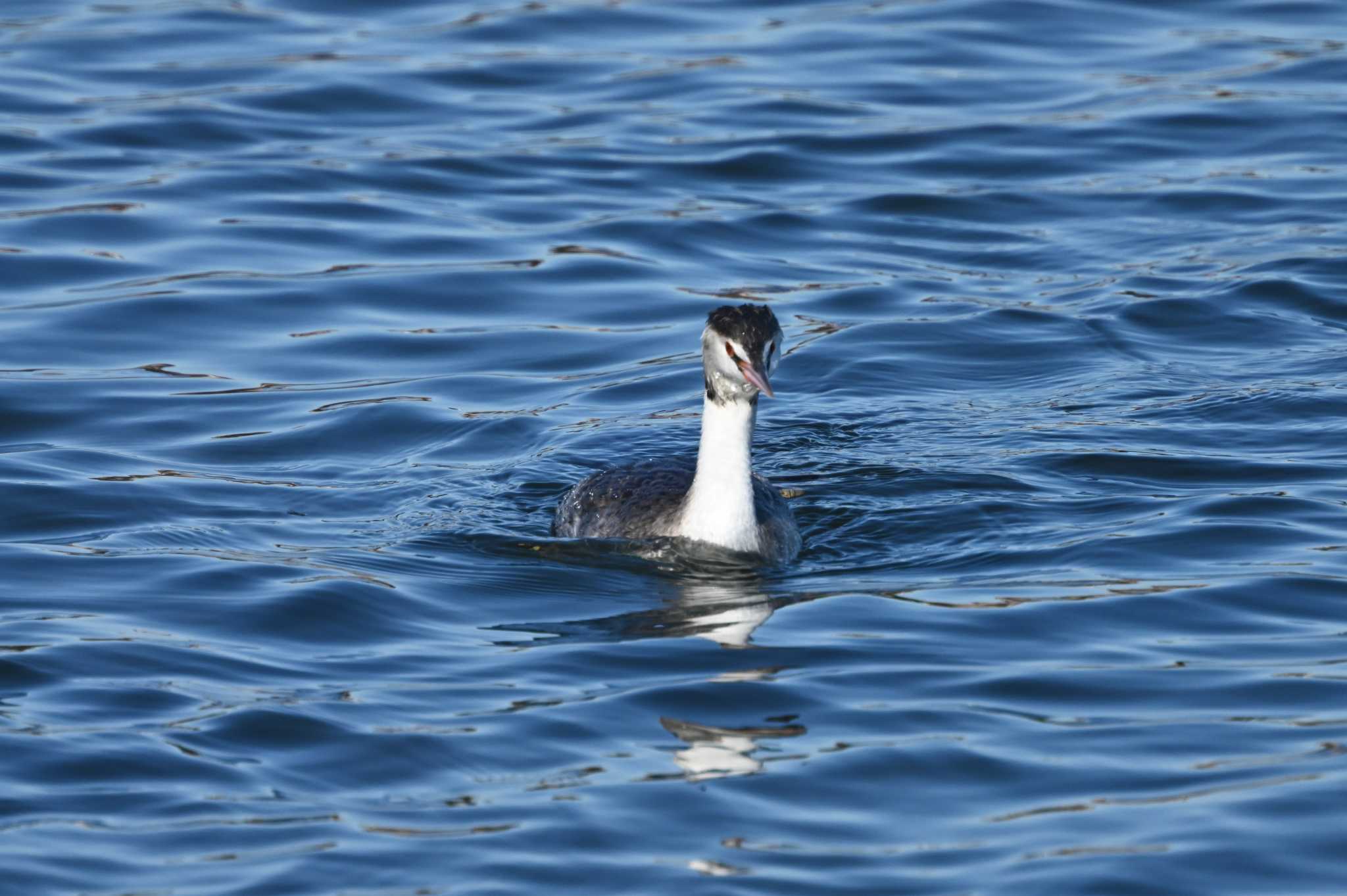 Great Crested Grebe