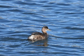 Little Grebe Yatsu-higata Sun, 1/14/2024