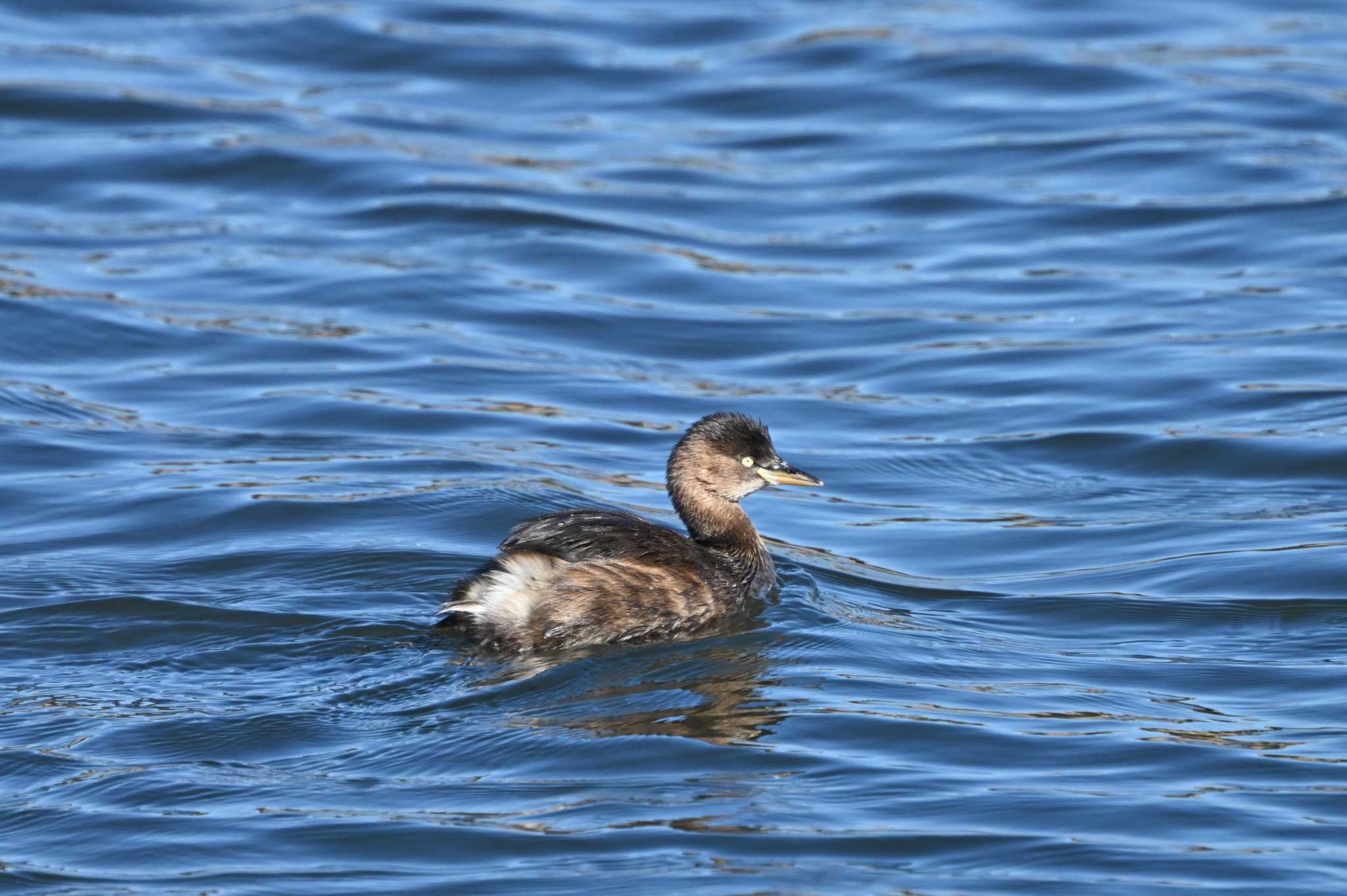 Little Grebe