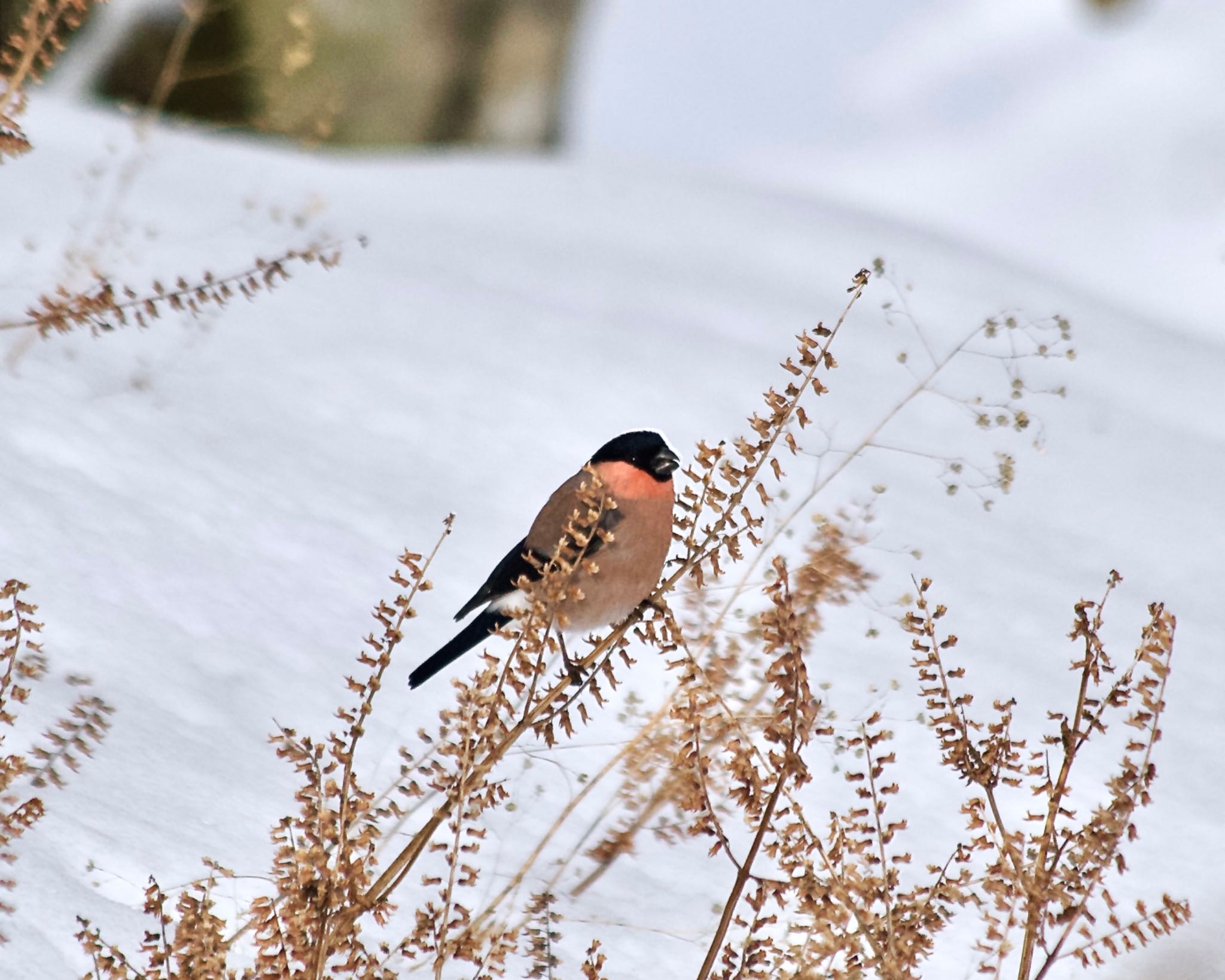 Photo of Eurasian Bullfinch at 丹沢大山 by おかず