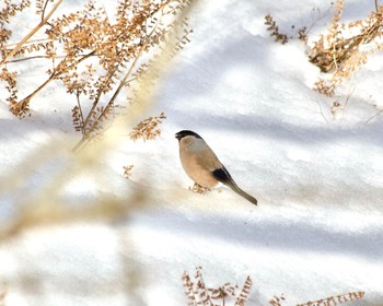 Eurasian Bullfinch 丹沢大山 Sat, 2/10/2024