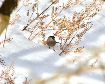 Eurasian Bullfinch 丹沢大山 Sat, 2/10/2024