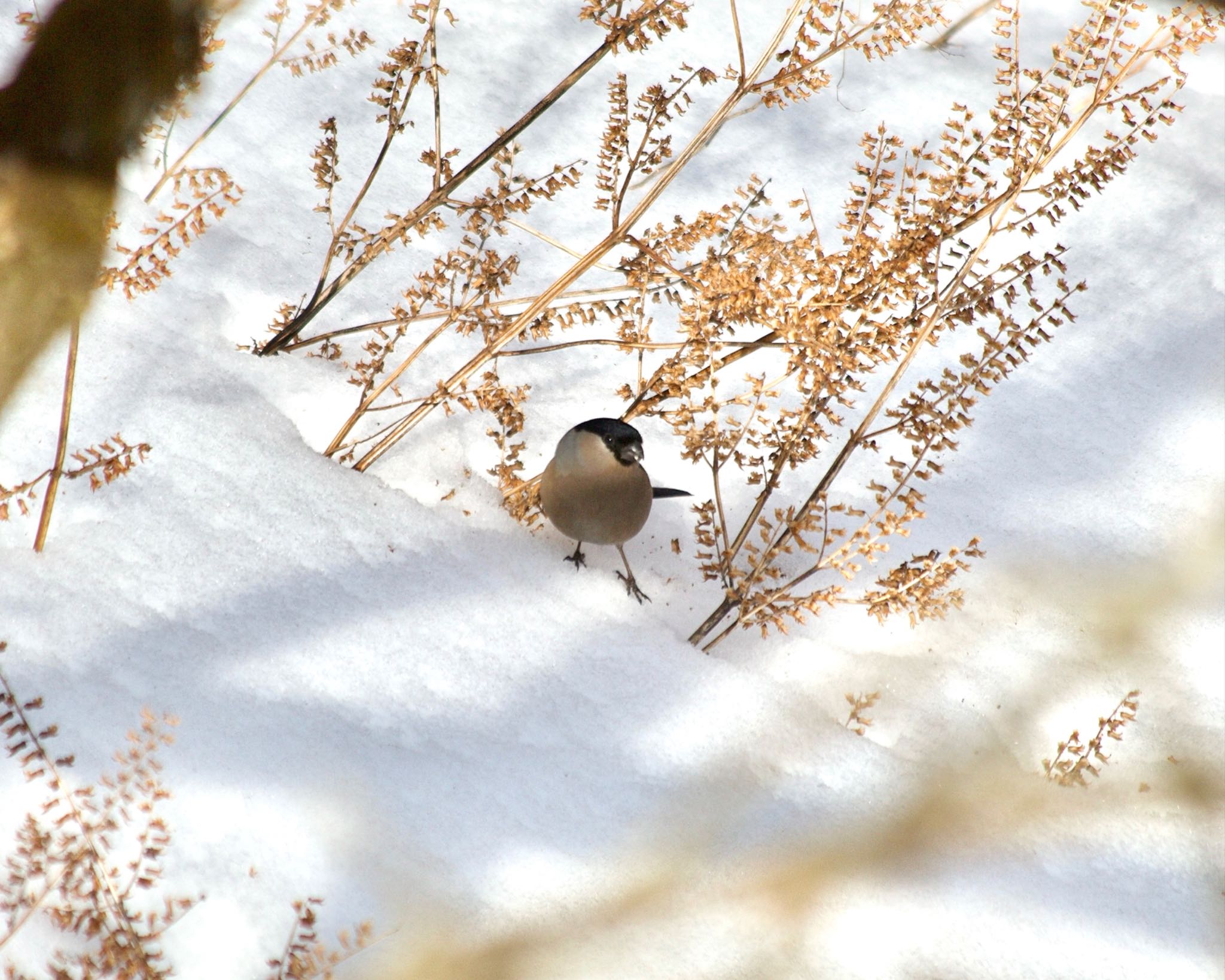 Photo of Eurasian Bullfinch at 丹沢大山 by おかず