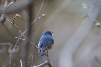 ルリビタキ 薬師池公園 2024年3月7日(木)