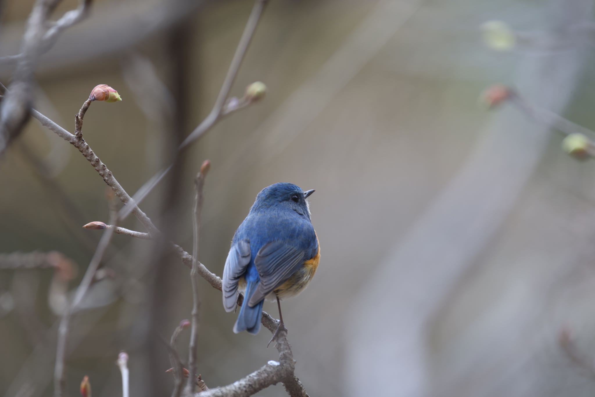 Red-flanked Bluetail