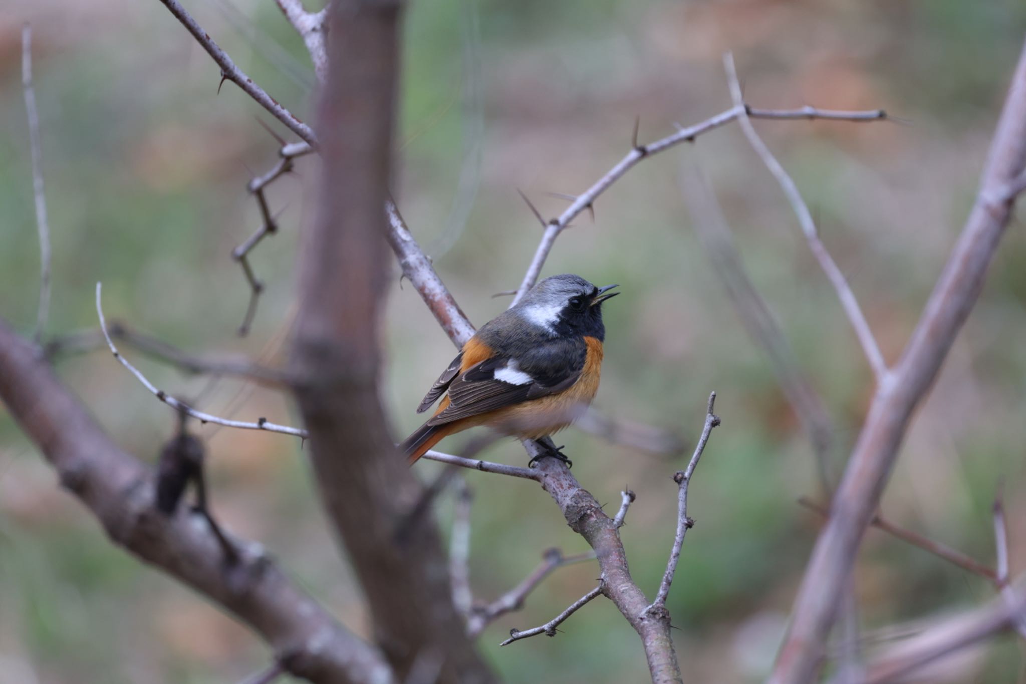 Daurian Redstart