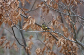 カワラヒワ 薬師池公園 2024年3月7日(木)