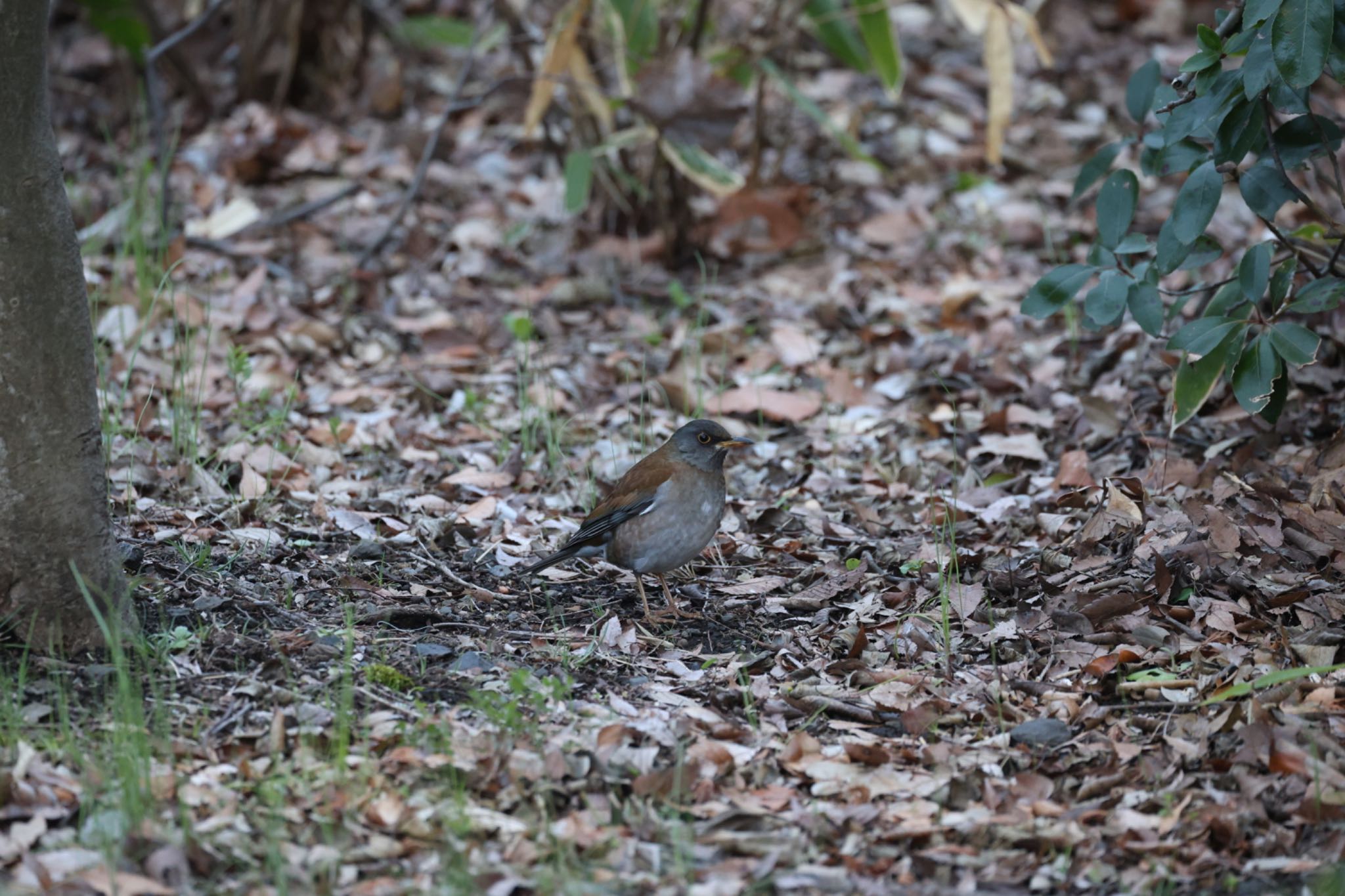 Pale Thrush