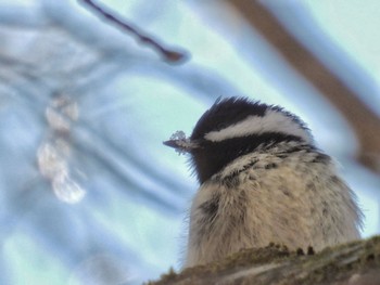 Coal Tit 赤城山 Mon, 2/12/2024