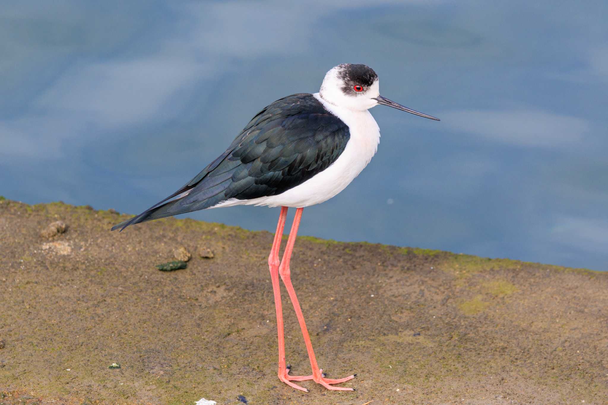 Photo of Black-winged Stilt at 喜瀬川 by ときのたまお