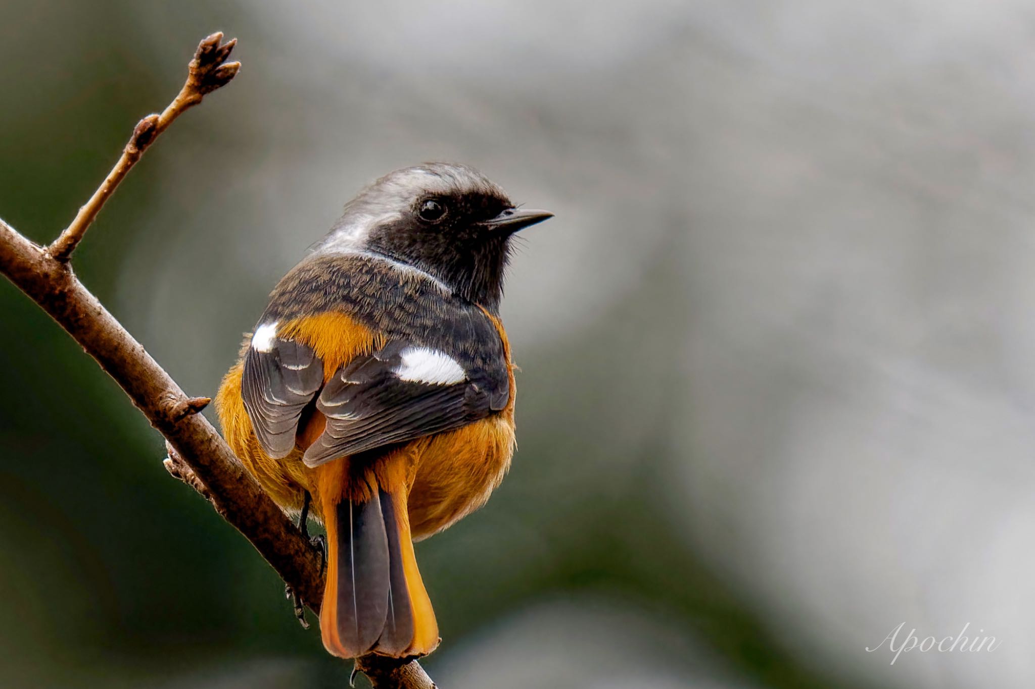 Photo of Daurian Redstart at Shinjuku Gyoen National Garden by アポちん