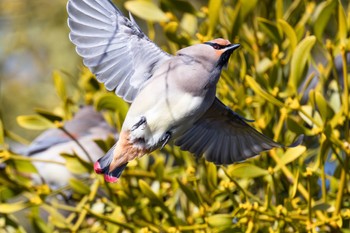 Japanese Waxwing 大室公園 Sun, 3/3/2024