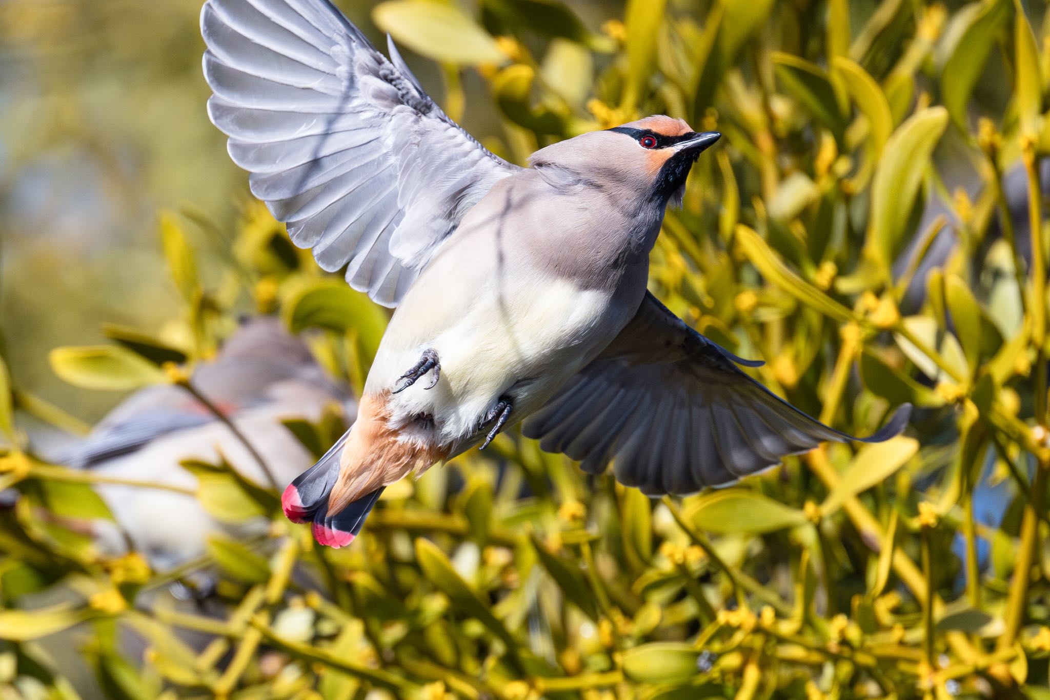Photo of Japanese Waxwing at 大室公園 by なか