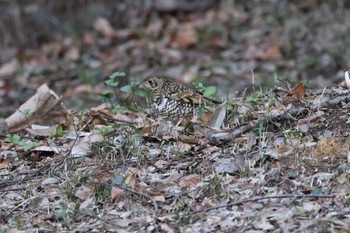 Mon, 3/4/2024 Birding report at Machida Yakushiike Park