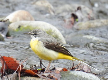 Grey Wagtail 河川環境楽園 Wed, 3/6/2024