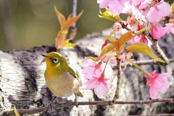 メジロ 行徳野鳥観察舎付近 2024年3月3日(日)