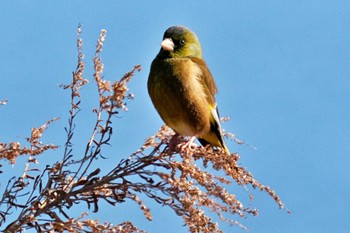 Grey-capped Greenfinch 荒川・砂町水辺公園(東京都江東区) Sun, 3/3/2024