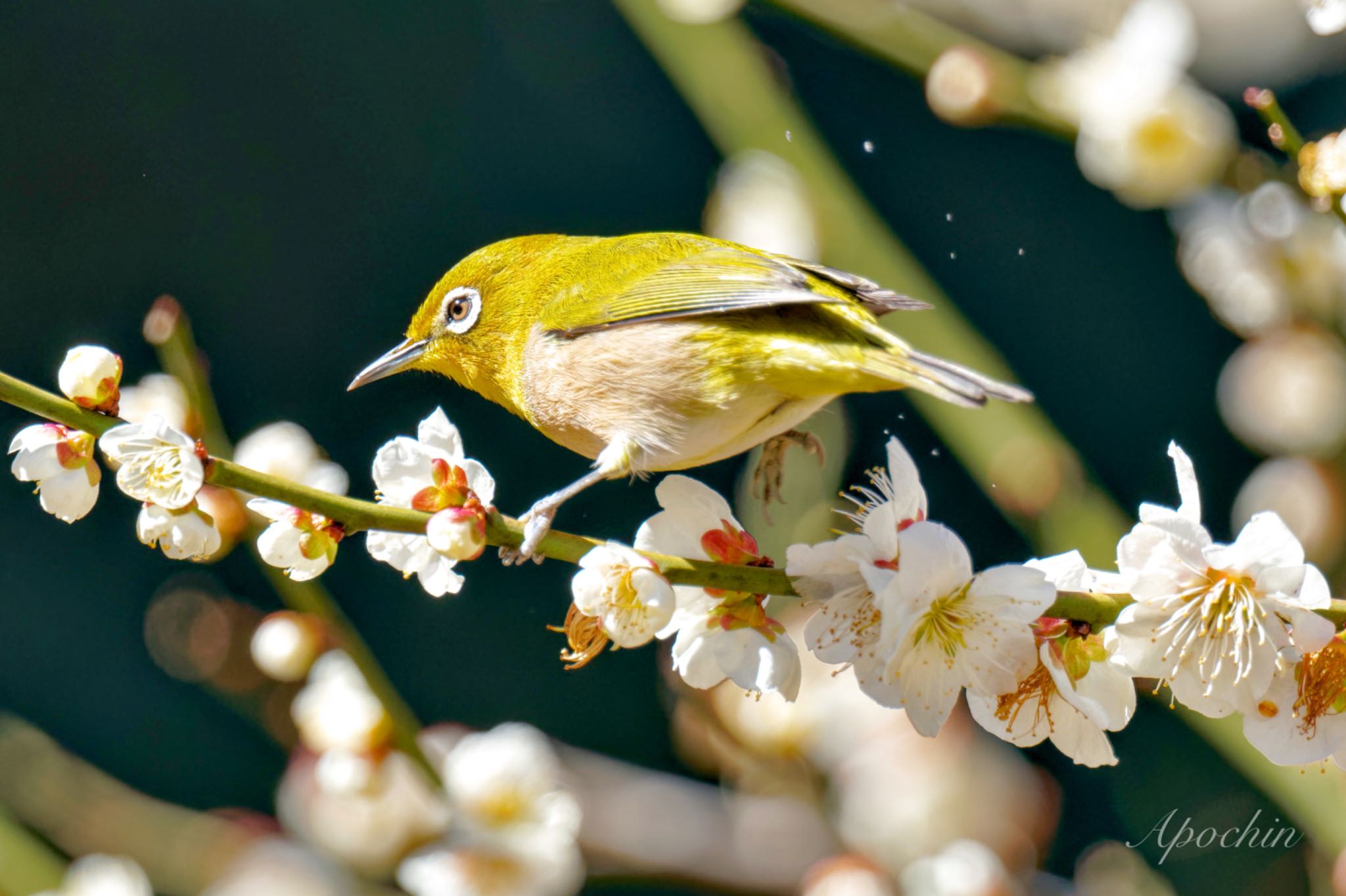 Warbling White-eye