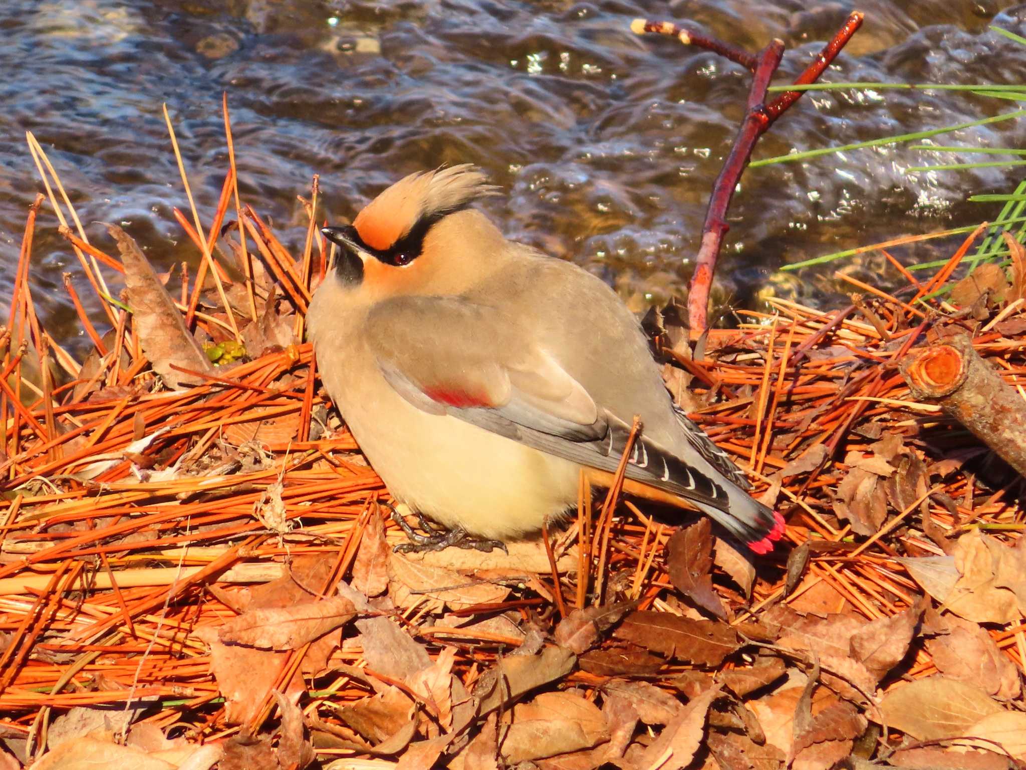 Japanese Waxwing